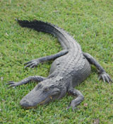 uf_gator_florida_gators_003.jpg