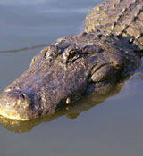 uf_gator_florida_gators_005.jpg