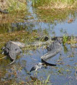 uf_gator_florida_gators_006.jpg