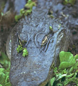 uf_gator_florida_gators_007.jpg