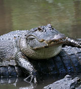 uf_gator_florida_gators_009.jpg